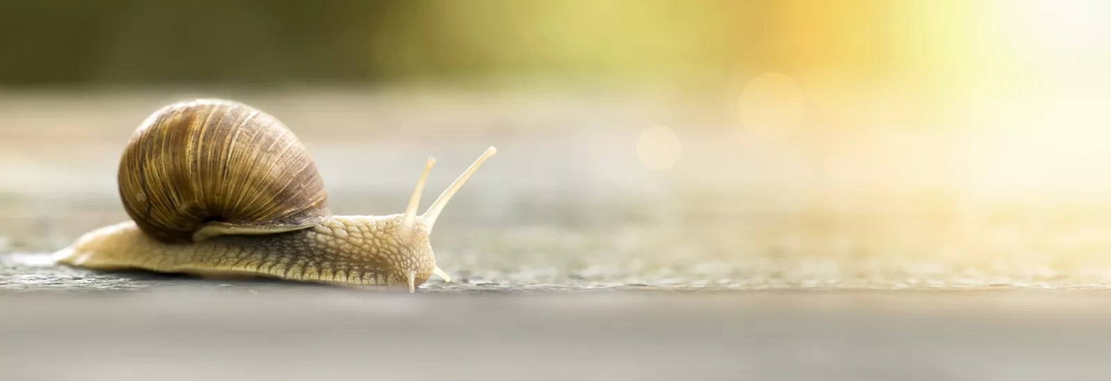 Foto einer Schnecke